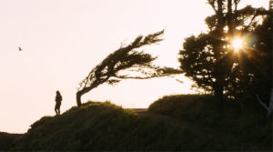 tree-in-wind